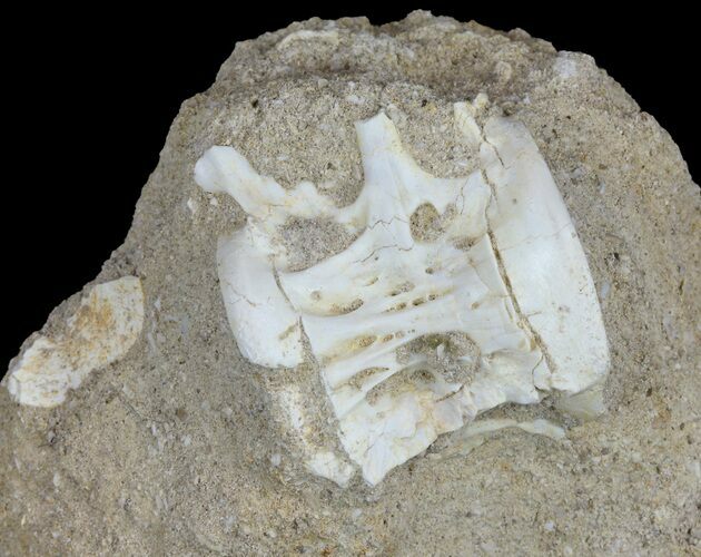 Cretaceous Fossil Fish Vertebrae In Rock - Morocco #60535